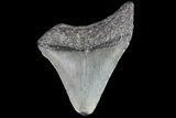 Juvenile Megalodon Tooth - Georgia #83575-1